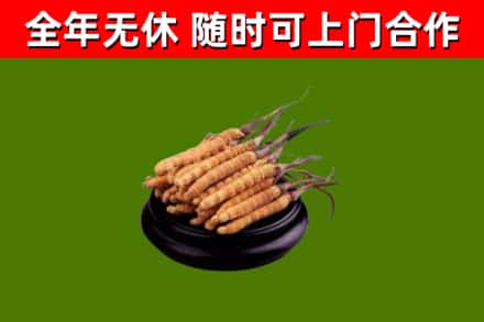 光明区回收散虫草