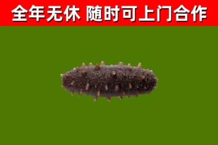 光明区回收海参干